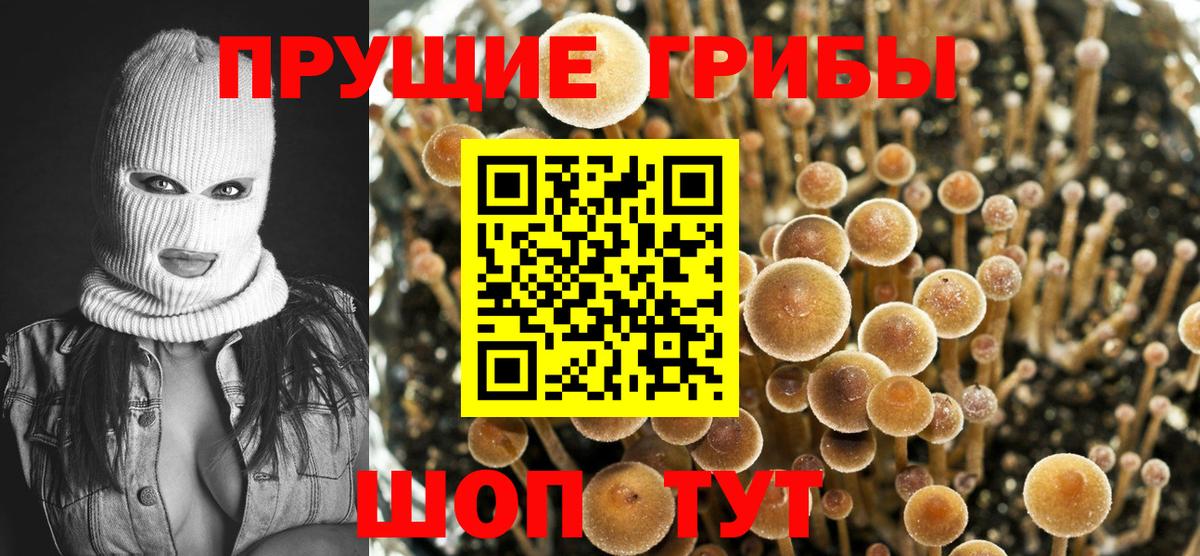 Галлюциногенные грибы Psilocybine cubensis Кирово-Чепецк
